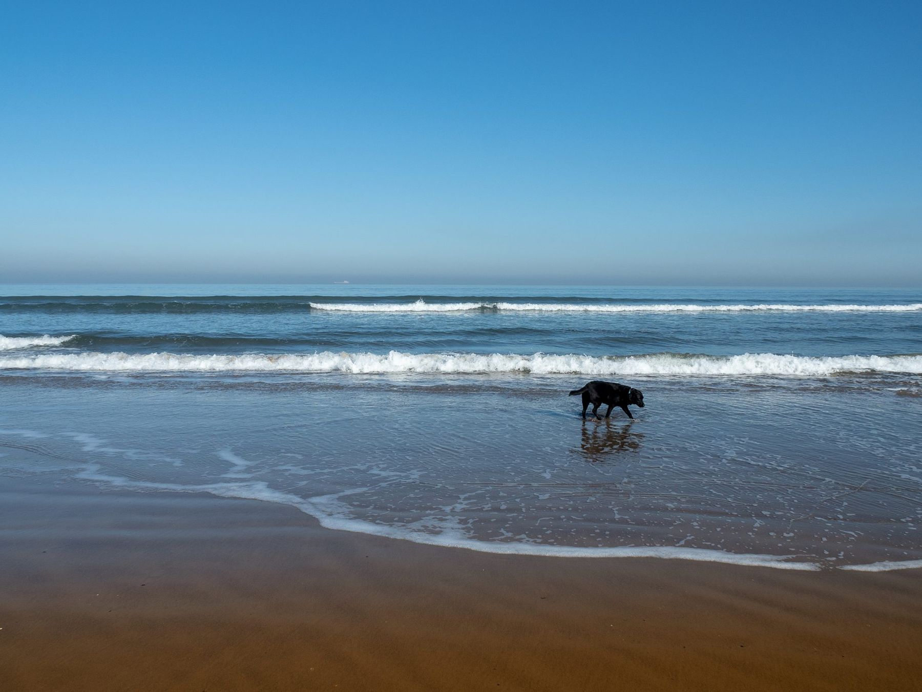 An Adult-Only, Dog-Friendly Park